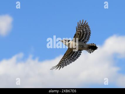 Downy Woodpecker in volo, con sfondo parzialmente nuvoloso Foto Stock