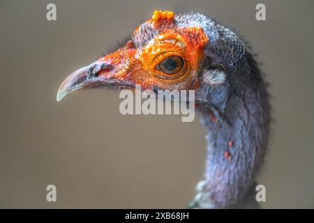 Ritratto di un gallo verde o indonesiano (Pavo muticus) Foto Stock