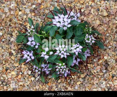 Tufted Horned RDTC, Physoplexis comosa, Campanulaceae. Alpi meridionali, Europa. Foto Stock