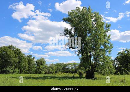 Albero di Cottonwood in un prato nella riserva naturale somme Prairie con nuvole di cumulus a Northbrook, Illinois Foto Stock