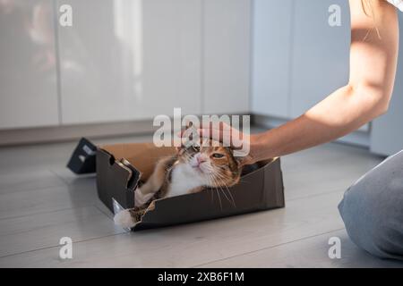 Un gatto soffice e simpatico si arrampicò, giace in una scatola di scarpe e si gode di un affettuoso accarezzamento della mano del proprietario sul pavimento. Foto Stock