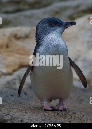 Adorabile e coinvolgente piccolo pinguino australiano nella bellezza naturale. Foto Stock