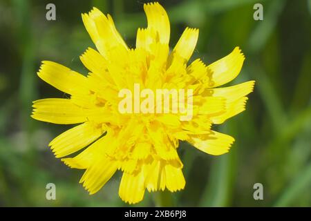 Un fiore giallo brillante selvaggio su uno sfondo naturale. Wall hawkweed o Hieracium murorum Foto Stock