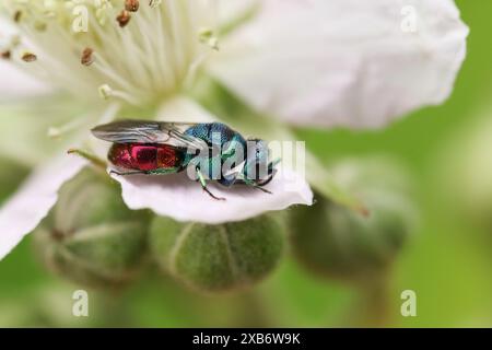 Una bellissima vespa dalla coda rubata, Holopyga generosa, che riposa su un fiore di mora in una radura boschiva. Foto Stock
