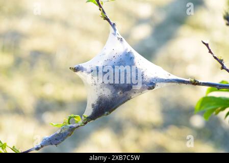 Un bozzolo nella ragnatela. Malacosoma Neustria. Parassiti delle colture agricole. Foto Stock