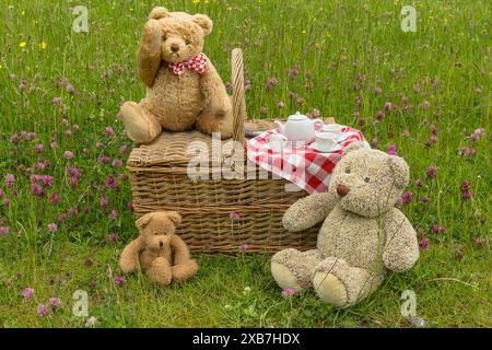 Il picnic di Teddy Bear. Tre simpatici orsi si godono un picnic nei prati di fiori selvatici di Swaledale con trifoglio rosso e coppe. Cestello in vimini tradizionale e. Foto Stock