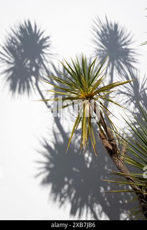 Alberi di cavolo e ombre, Wellington, Isola del Nord, nuova Zelanda Foto Stock