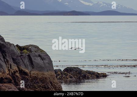 Gabbiano delfino che si innalza lungo le rocce di una delle isole Eclaireurs nel Canale di Beagle, appena fuori dal porto di Ushuaia. Focalizzazione selettiva sul Foto Stock