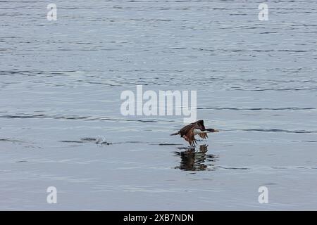 Una scogliera che vola in basso sull'acqua vicino a una delle isole Eclaireurs nel Canale di Beagle, appena fuori dal porto di Ushuaia, su cui concentrarsi selettivamente Foto Stock
