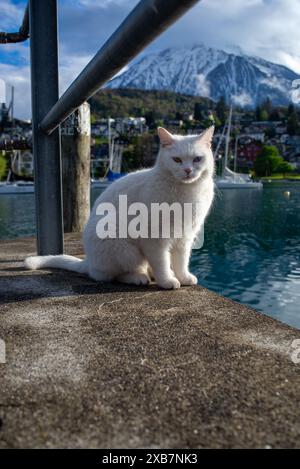 Un gatto bianco arroccato su una sporgenza accanto all'acqua con montagne innevate sullo sfondo Foto Stock