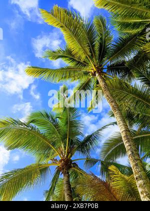 Diverse palme catturate dal basso contro un cielo nuvoloso. Foto Stock