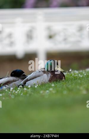 Due anatre che riposano nell'erba da una recinzione bianca Foto Stock