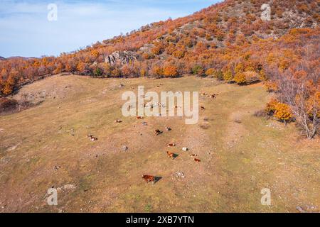 Una vista aerea del bestiame che pascolano in un campo con uno sfondo di montagna e alberi Foto Stock