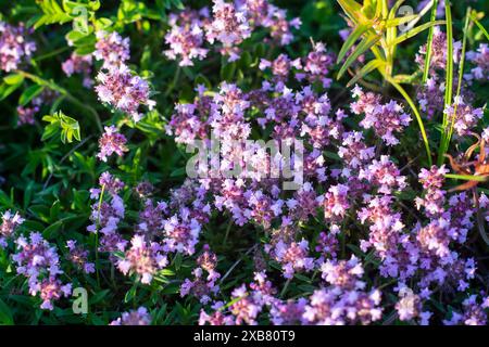 Un gruppo di fiori viola che fioriscono nell'erba del giardino. Foto Stock
