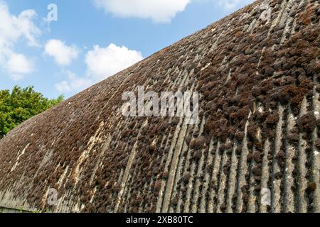 Moss Growing on corrugated amianto roof of Nissen Hut building, Boyton, Suffolk, Inghilterra, Regno Unito Foto Stock