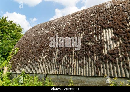 Moss Growing on corrugated amianto roof of Nissen Hut building, Boyton, Suffolk, Inghilterra, Regno Unito Foto Stock