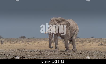 Un elefante toro marcia attraverso la Savanna nel Parco Nazionale di Etosha, Namibia Foto Stock