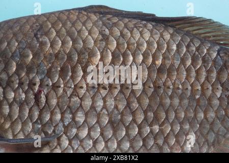 Carpa prussiana trovata nel lago inglese Foto Stock