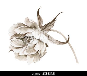 Bouquet monocromatico grisaille di acquerello disegnato a mano con peonia, tulipano, fiori di rosa, boccioli e foglie. Isolato su sfondo bianco. Inviti Foto Stock