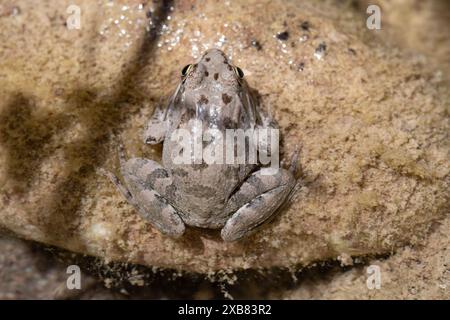 Rana d'acqua Levante - Pelophylax bedriagae Foto Stock