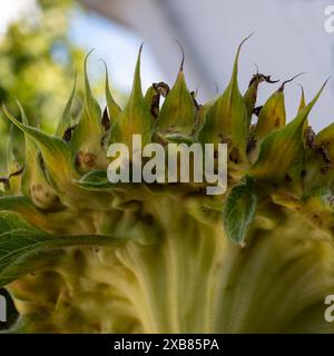 Primo piano di un girasole (helianthus annuus) visto da dietro Foto Stock