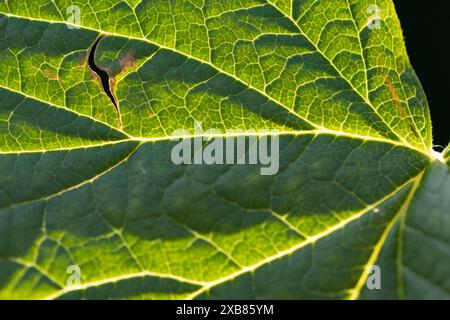 Primo piano delle vene di una foglia di ribes nero (ribes nigrum) al sole - attenzione selettiva sul lato sinistro Foto Stock