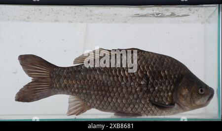 Carpa prussiana trovata in un lago inglese Foto Stock