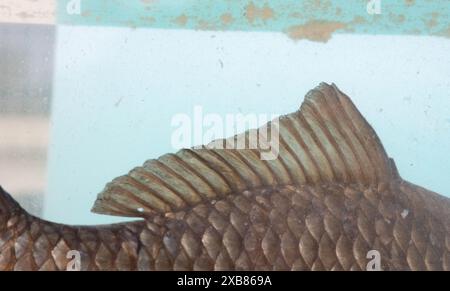 Carpa prussiana trovata in un lago inglese Foto Stock