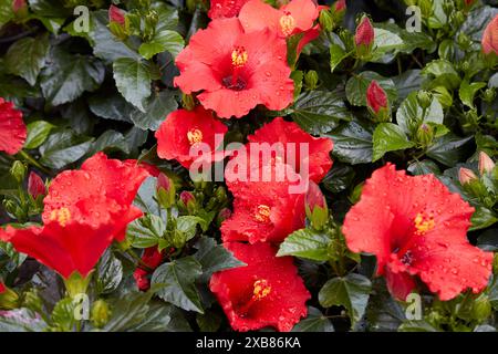 Hibiscus rosa sinensis o piante di ibisco cinese con sfondo di fiori rossi Foto Stock