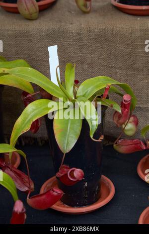 Nepenthes pianta carnivora o pianta a caraffa tropicale in vaso Foto Stock