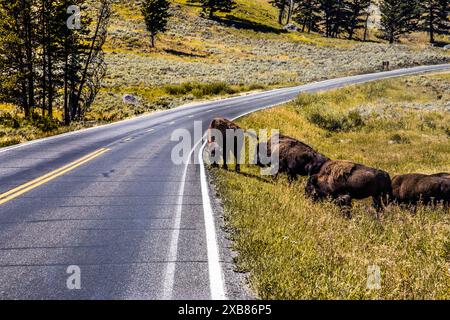 Due bisonti in piedi insieme su una strada curva in una valle Foto Stock