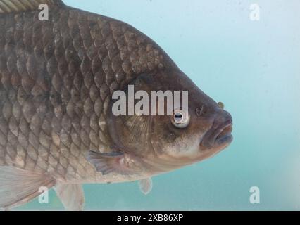 Carpa prussiana trovata in un lago inglese Foto Stock