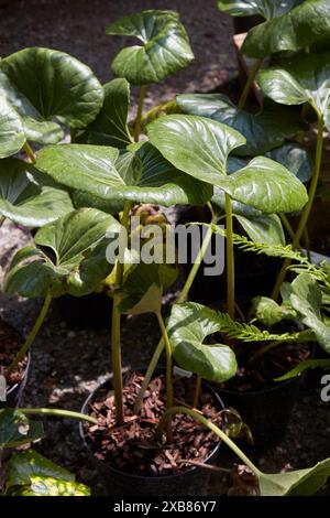 Petasites japonicus o Butterbur piante in vaso Foto Stock