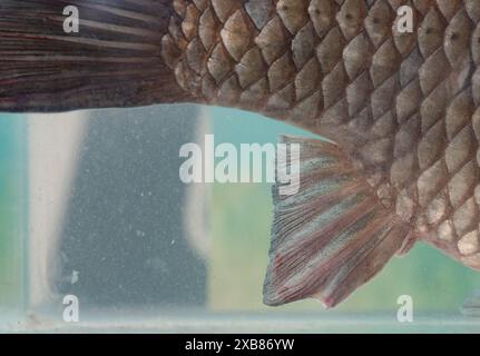 Carpa prussiana trovata in un lago inglese Foto Stock