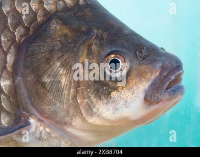 Carpa prussiana trovata in un lago inglese Foto Stock
