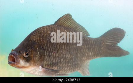 Carpa prussiana trovata in un lago inglese Foto Stock