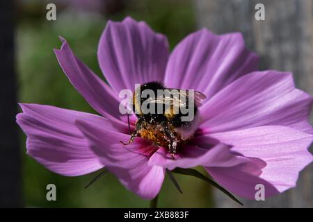 Un primo piano di alta qualità di un'ape su un fiore viola, che cattura i dettagli delle ali e del corpo dell'ape mentre raccoglie il nettare. Foto Stock