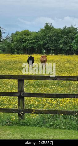 Due mucche in un campo erboso, dietro una recinzione di legno Foto Stock