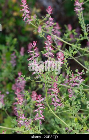 Erdrauch, Gewöhnlicher Erdrauch, Fumaria officinalis, Fumitoria comune, Fumitoria farmaceutica, Fumitory, Fumeterre, Fumeterre officinale Foto Stock