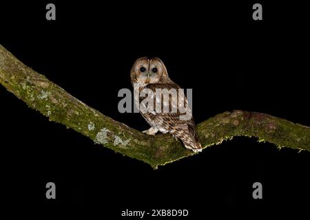 Tawny Owl appollaiato su un ramo Foto Stock