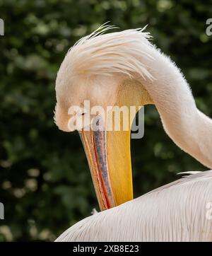 Un primo piano di un pellicano con dorso rosa che cura le piume Foto Stock