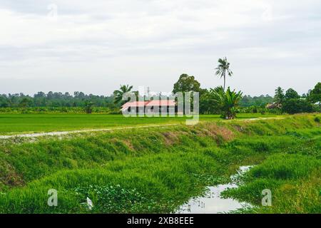 Villaggio di risaie in una giornata di sole a Sekinchan, Selangor, Malesia. Foto Stock