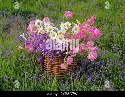 Botanica, lathyrus, campanelli, leucantesimo in un cesto in un campo di fiori selvatici, DIRITTI-SUPPLEMENTARI-CLEARANCE-INFO-NON-DISPONIBILI Foto Stock