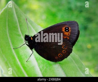 15.05.2024 / Sachsen Anhalt Sachsen-Anhalt Schmetterling Schmetterlinge falter Biodiversität Insekt Insekten Nachtfalter Macroaufnahme Makroaufnahme Macrofoto Makrofoto Rundaugen-Mohrenfalter Früher Mohrenfalter Frühlings Mohrenfalter Erebia medusa *** 15 05 2024 Sassonia Anhalt Sassonia Anhalt Butterfly Butterflies Butterflies Biodiversity insetti Moth Macro foto foto macro foto macro foto macro foto macro Moth dagli occhi rotondi Moth Early Moth Spring Moth Erebia medusa Foto Stock