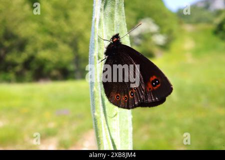 15.05.2024 / Sachsen Anhalt Sachsen-Anhalt Schmetterling Schmetterlinge falter Biodiversität Insekt Insekten Nachtfalter Macroaufnahme Makroaufnahme Macrofoto Makrofoto Rundaugen-Mohrenfalter Früher Mohrenfalter Frühlings Mohrenfalter Erebia medusa *** 15 05 2024 Sassonia Anhalt Sassonia Anhalt Butterfly Butterflies Butterflies Biodiversity insetti Moth Macro foto foto macro foto macro foto macro foto macro Moth dagli occhi rotondi Moth Early Moth Spring Moth Erebia medusa Foto Stock