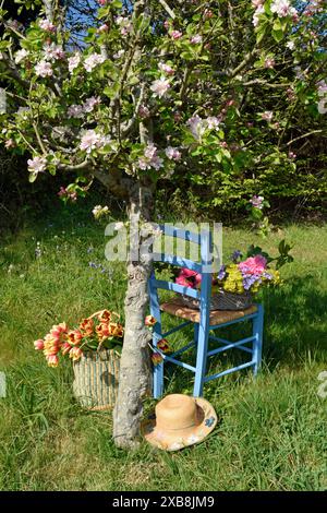 BOTANY, ADDITIONAL-RIGHTS-CLEARANCE-INFO-NOT-AVAILABLE Foto Stock