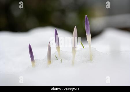 Botanica, croci primaverili nella neve, ATTENZIONE! PER L'USO DI GREETINGCARD/CARTOLINA NEI PAESI DI LINGUA TEDESCA POTREBBERO ESSERE APPLICATE ALCUNE RESTRIZIONI Foto Stock