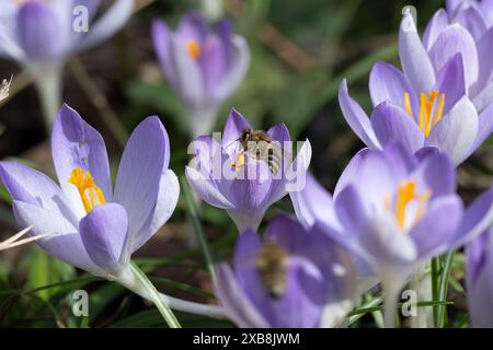 Botanica, croci primaverili, ATTENZIONE! PER L'USO DI GREETINGCARD/CARTOLINA NEI PAESI DI LINGUA TEDESCA POTREBBERO ESSERE APPLICATE ALCUNE RESTRIZIONI Foto Stock