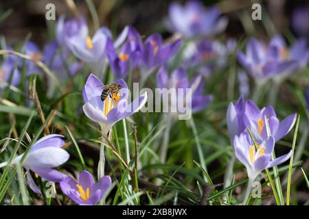 Botanica, croci primaverili, ATTENZIONE! PER L'USO DI GREETINGCARD/CARTOLINA NEI PAESI DI LINGUA TEDESCA POTREBBERO ESSERE APPLICATE ALCUNE RESTRIZIONI Foto Stock