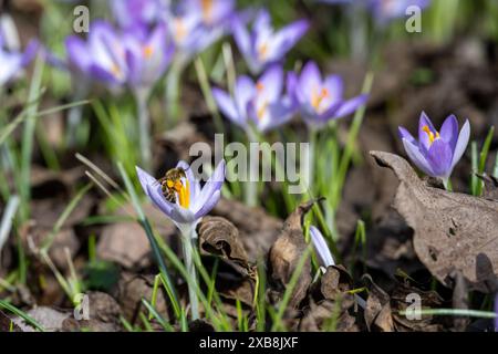 Botanica, croci primaverili, ATTENZIONE! PER L'USO DI GREETINGCARD/CARTOLINA NEI PAESI DI LINGUA TEDESCA POTREBBERO ESSERE APPLICATE ALCUNE RESTRIZIONI Foto Stock